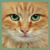 Cats Funny Puzzle 1.3