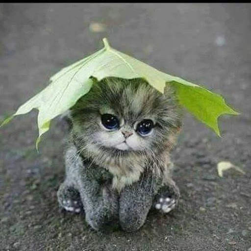 Cat Wallpapers HD Cute screenshot 1
