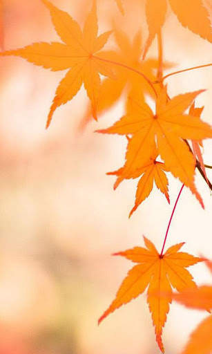 Magic Leaf Live Wallpaper screenshot 1