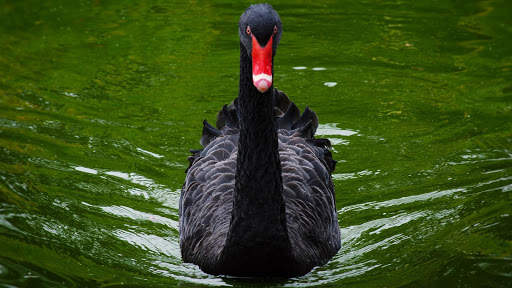 Swan. Birds. Live Wallpaper screenshot 3