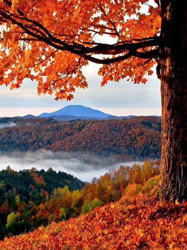 Free Autumn Wallpaper screenshot 2
