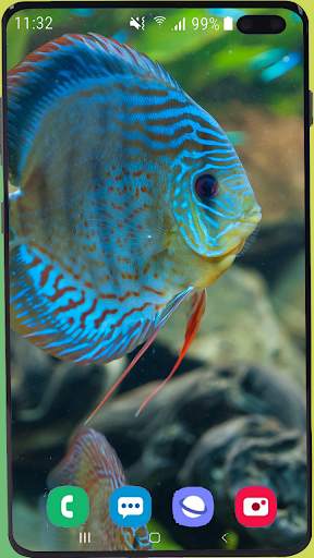 Fish Wallpaper HD screenshot 7