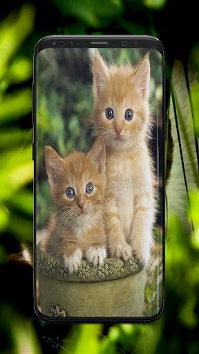 Kitten Wallpaper screenshot 3