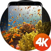 Wallpaper 4K with reefs icon