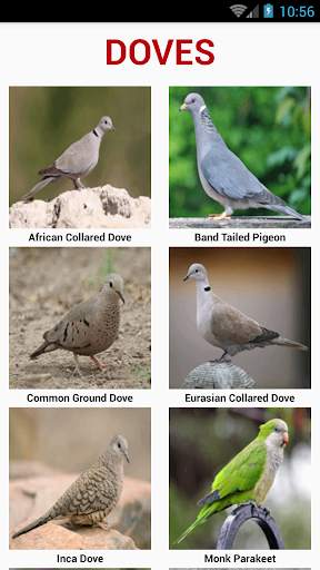 South American Birds स्क्रीनशॉट 2