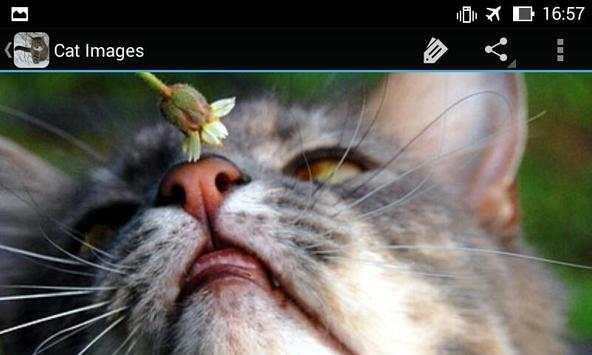 CatBG: Cat Wallpapers screenshot 16