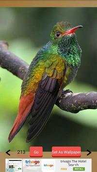 1000  Birds Wallpapers screenshot 12