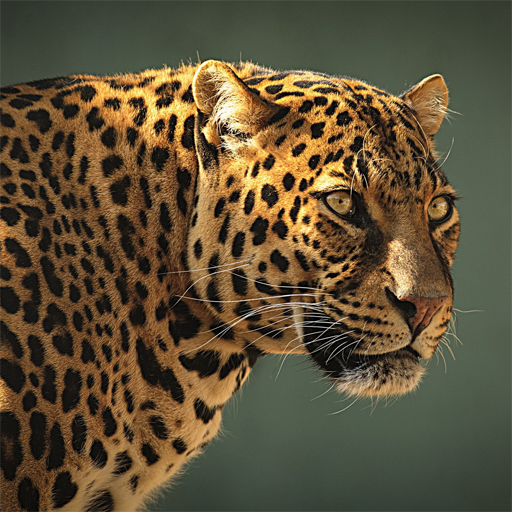 Safari Animal Sounds and List icon