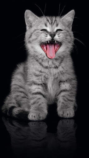 Cat HD Live Wallpaper screenshot 2