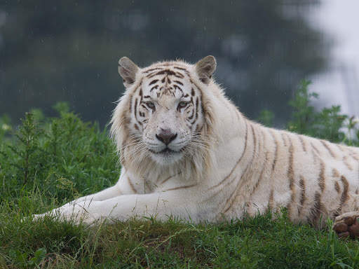 White Tiger Live Wallpaper (Backgrounds) 7 تصوير الشاشة