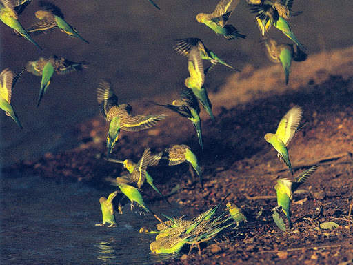 Budgie Bird Wallpapers HD screenshot 1