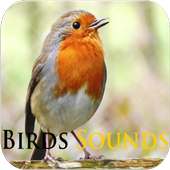 Birds Sounds