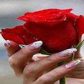 Shiny Red Rose LWP 2