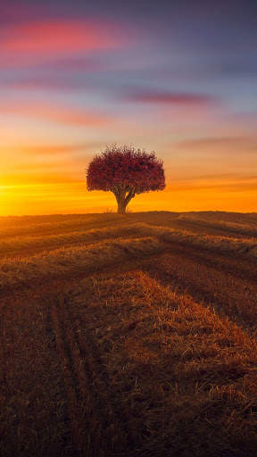 Beautiful Wallpaper 4K screenshot 9