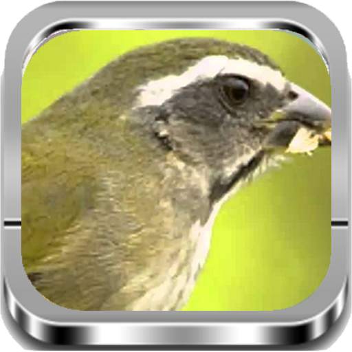 Trinca Ferro |Completos screenshot 1