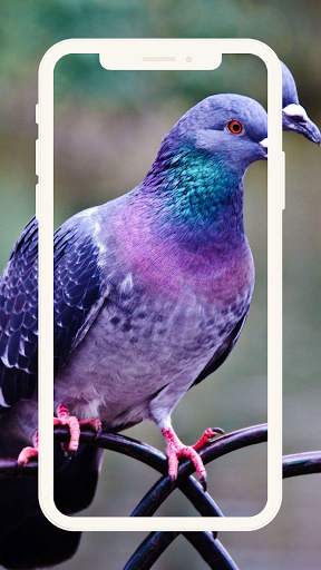 Birds Pigeon Wallpaper Beauty screenshot 1