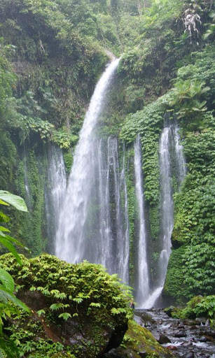 Jungle Wallpaper HD screenshot 5