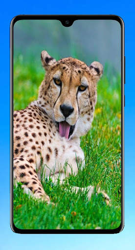 Cheetah Wallpaper 4K screenshot 3