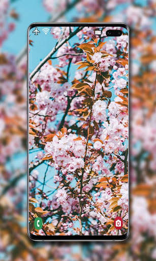 Cherry Blossom Wallpaper screenshot 5
