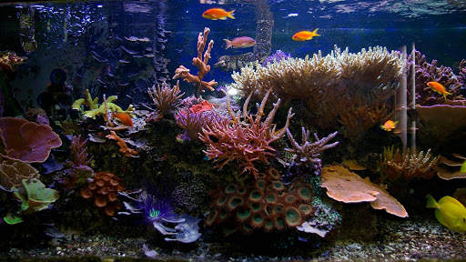 Aquarium Live Wallpaper - backgrounds hd screenshot 11