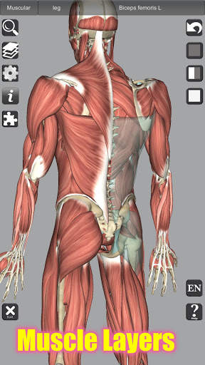 3D Bones and Organs (Anatomy) screenshot 3