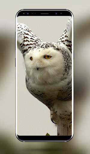 Owl Bird Wallpaper - 4k & Full HD Wallpapers screenshot 5