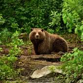 Bear Game Jigsaw Puzzle 1.0
