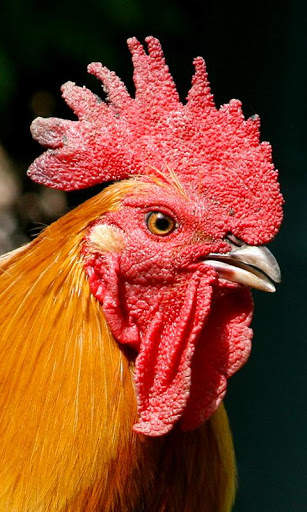 Cock Wallpaper screenshot 5