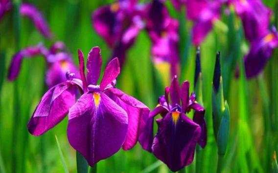 Iris Music Live Wallpaper स्क्रीनशॉट 5