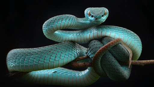 Snake Live Wallpaper screenshot 13