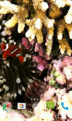 Clownfish Video Live Wallpaper screenshot 5