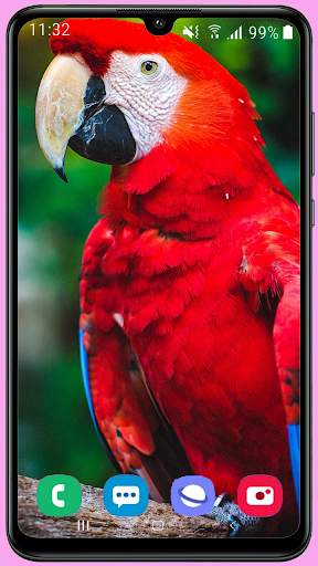 Parrots Wallpaper Best HD screenshot 14