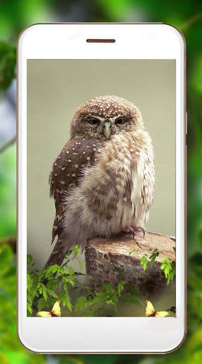 Owls Amazing Live Wallpaper screenshot 2