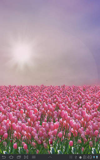 Tulip Field Free LWP screenshot 3