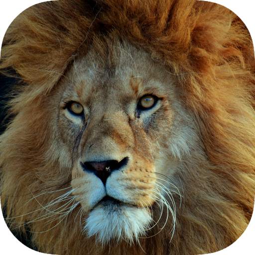 Lion Wallpaper 1.08