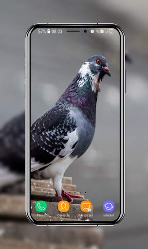 New Pigeon Wallpaper screenshot 15