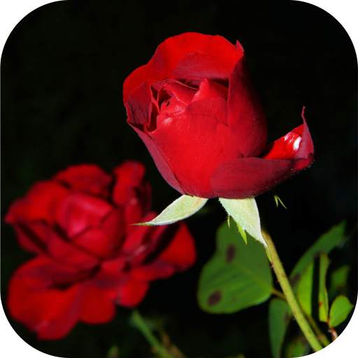 Beautiful Rose Apps. Rose Wallpapers. Roses Live. 2.0.1
