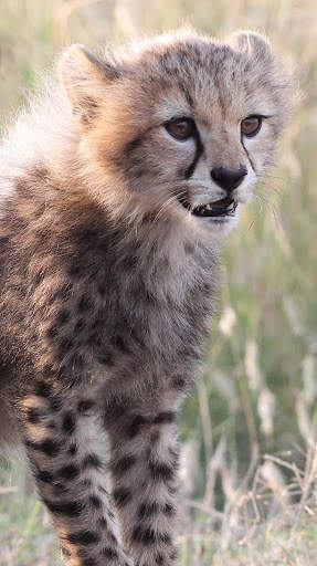 Cheetah Wallpapers : backgrounds hd screenshot 3
