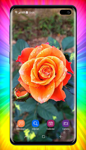 Rose Wallpaper 5 تصوير الشاشة