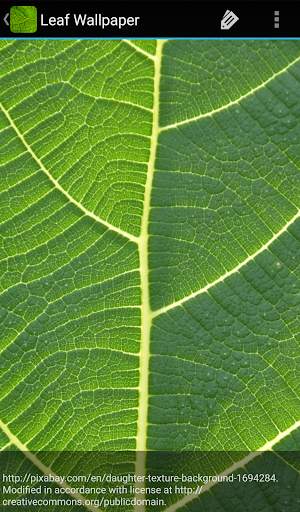 Leaf Wallpaper screenshot 5