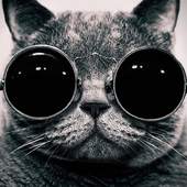 Funny Cats Jigsaw Puzzles 1.0
