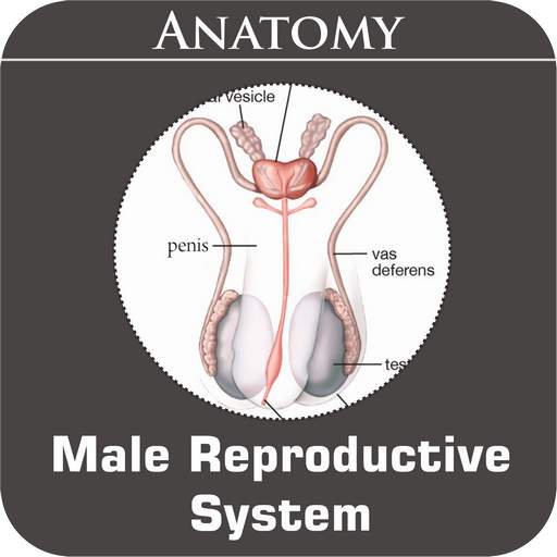Male Reproductive System 1.3