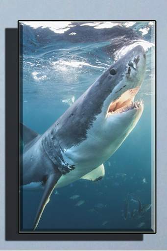 Shark Wallpaper HD screenshot 4