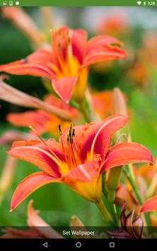 Flowers Wallpapers screenshot 7