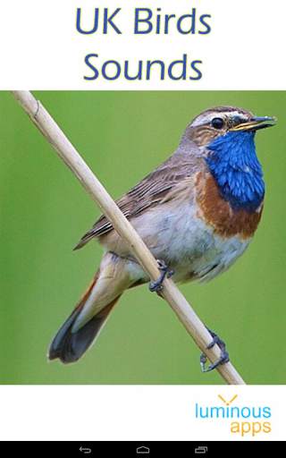 UK Birds Sounds Free स्क्रीनशॉट 17