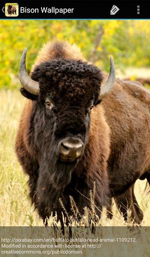 Bison Wallpaper screenshot 5