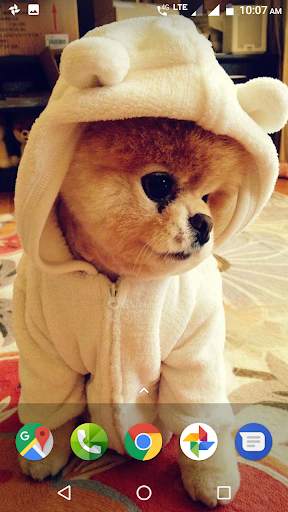 Pomeranian Dog Wallpapers HD screenshot 1