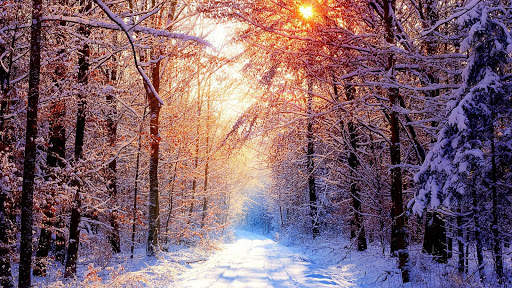 Forest Live Wallpaper screenshot 7