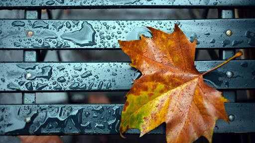 Autumn Wallpapers HD & 4k Backgrounds screenshot 13