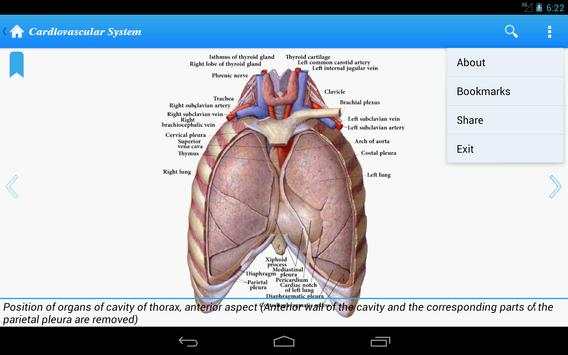 Human Anatomy II Lite screenshot 5